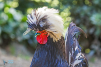 Coq