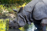 Rhinocéros indien