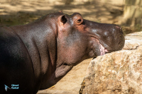 Hippopotame amphibie