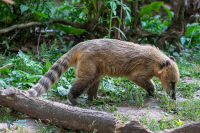 Coati à queue annelée