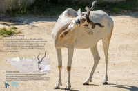 Addax