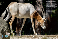 Oryx algazelle