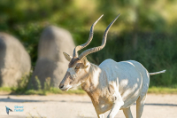Addax