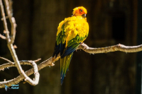Conure soleil