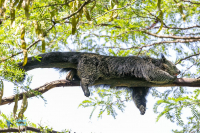 Binturong