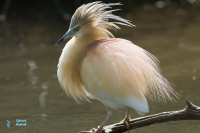 Crabier chevelu