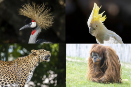 montage-zoos-autres1