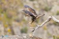 Aigle de Bonelli