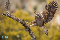 Aigle de Bonelli