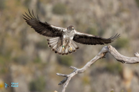 Aigle de Bonelli