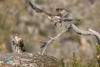 Aigle de Bonelli