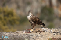 Aigle de Bonelli
