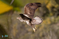 Aigle de Bonelli