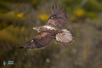 Aigle de Bonelli