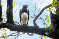 Aigle martial
