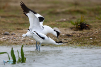Avocette élégante.