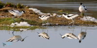 Avocette élégante.