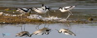 Avocette élégante.