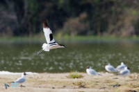 Avocette élégante.
