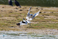 Avocette élégante.