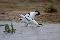 Avocette élégante.