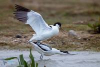 Avocette élégante.