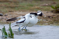 Avocette élégante.