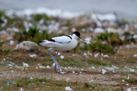 Avocette élégante.