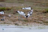 Avocette élégante.