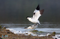 Avocette élégante.