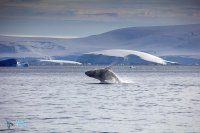 Baleine à bosse