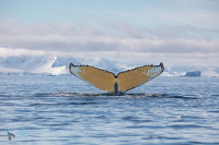 Baleine à bosse