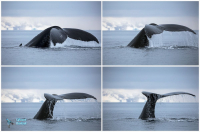 Baleine à bosse