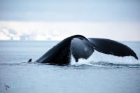Baleine à bosse