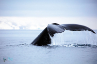 Baleine à bosse