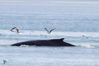 Baleine à bosse