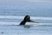 Baleine à bosse