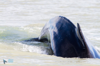 Baleine à bosse