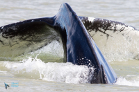 Baleine à bosse