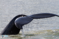 Baleine à bosse