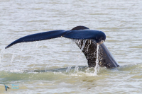 Baleine à bosse