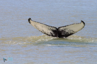 Baleine à bosse