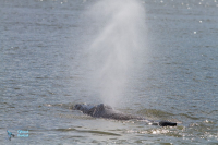 Baleine à bosse