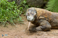 Varan de Komodo
