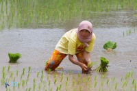 Lombok