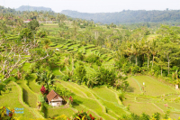 Bali.