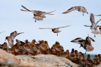 Bécasseau maubèche