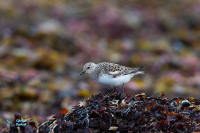 Bécasseau sanderling