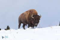 Bison d'Amérique