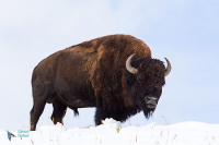 Bison d'Amérique